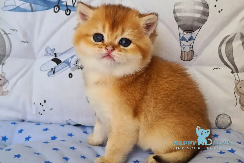 Oskar British Shorthair male black golden shaded live animals