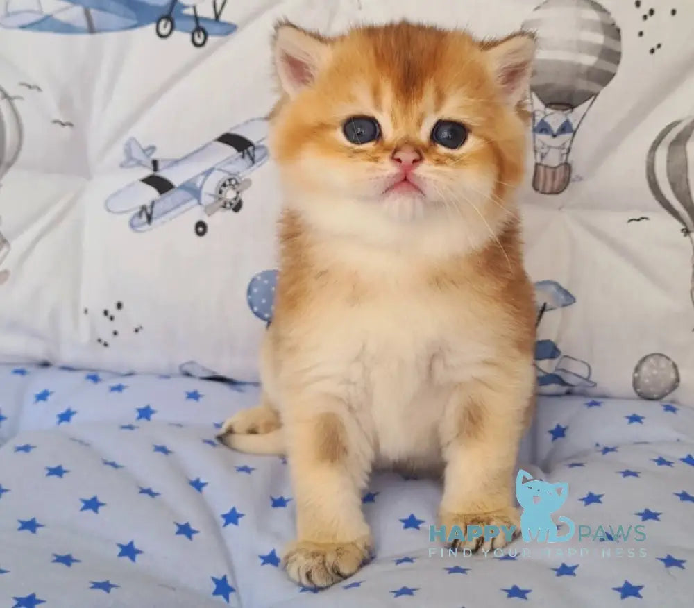Oskar British Shorthair male black golden shaded live animals