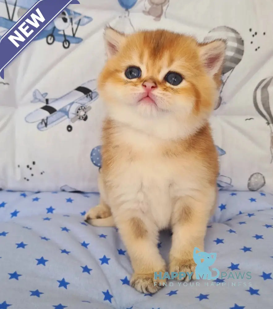 Oskar British Shorthair male black golden shaded live animals