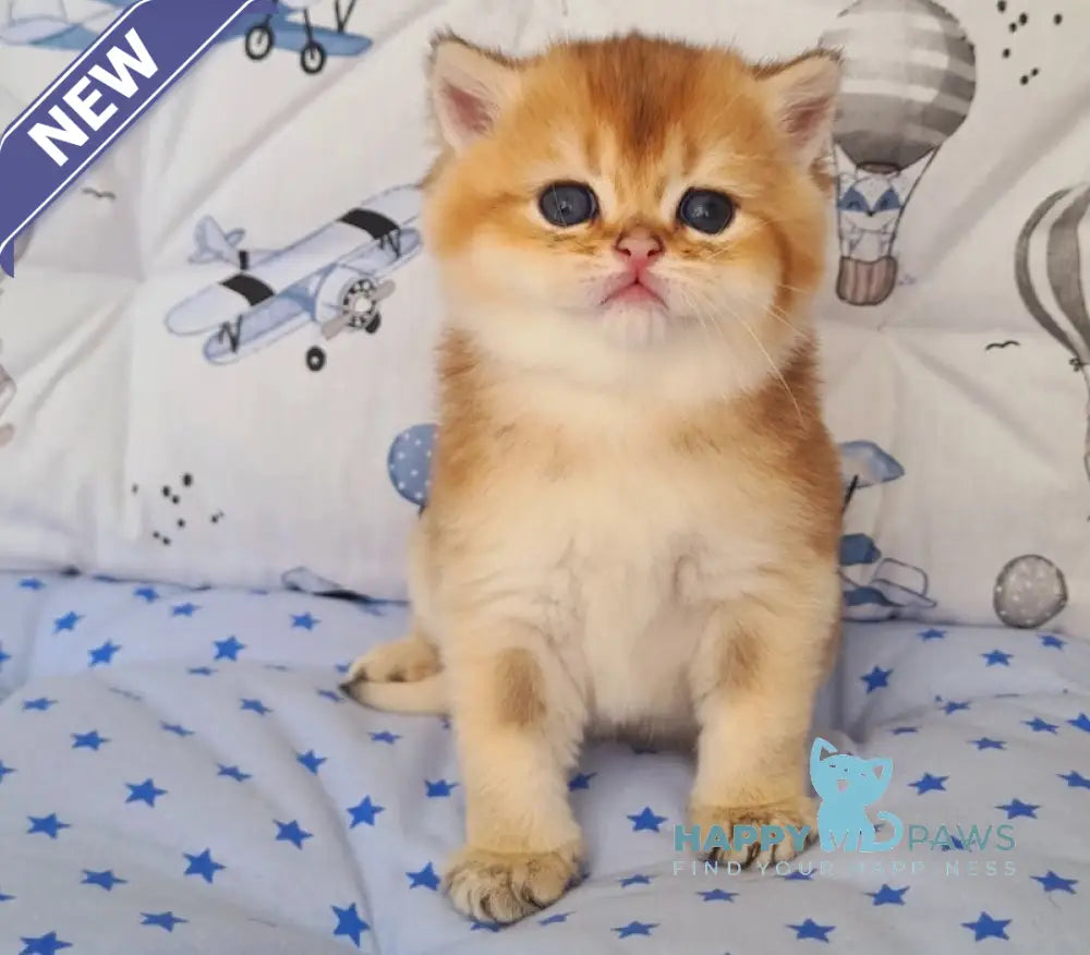 Oskar British Shorthair male black golden shaded live animals