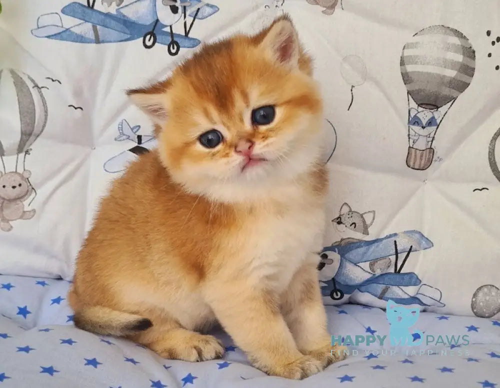 Oskar British Shorthair male black golden shaded live animals