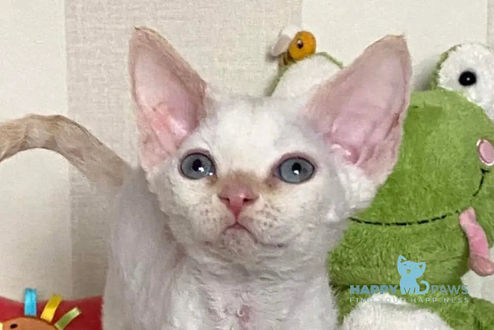 Oskar Devon Rex female cream pointed live animals