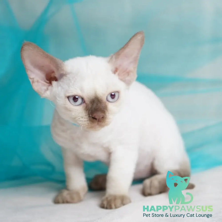 Oskar Devon Rex male cinnamon pointed - live animals