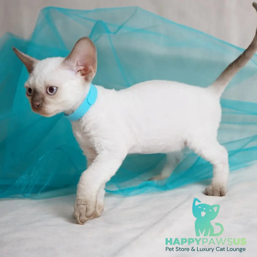 Oskar Devon Rex male cinnamon pointed - live animals