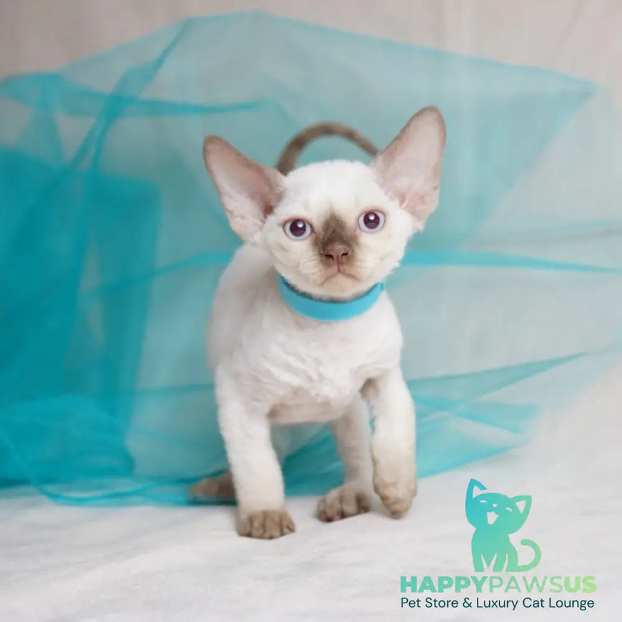 Oskar Devon Rex male cinnamon pointed - live animals
