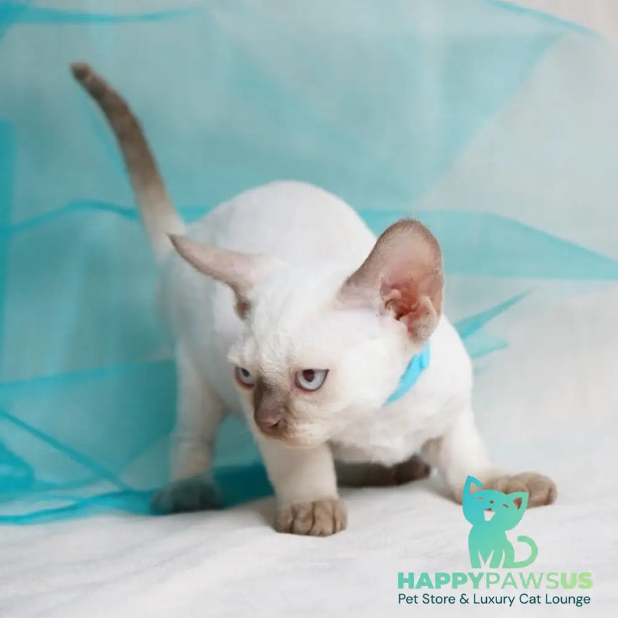 Oskar Devon Rex male cinnamon pointed - live animals