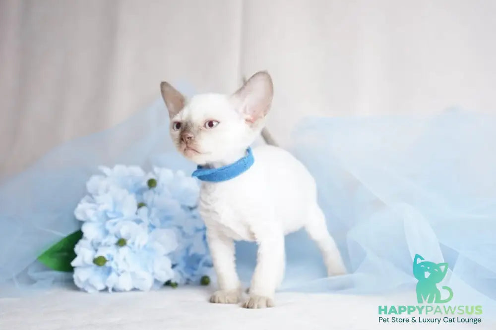 Oskar Devon Rex male cinnamon pointed - live animals