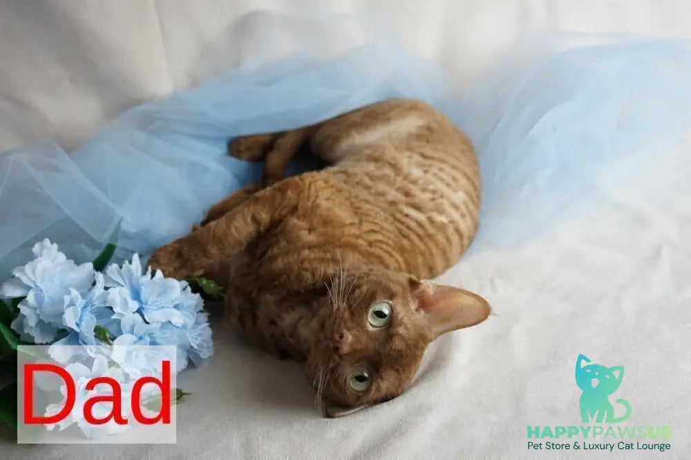 Oskar Devon Rex male cinnamon pointed - live animals