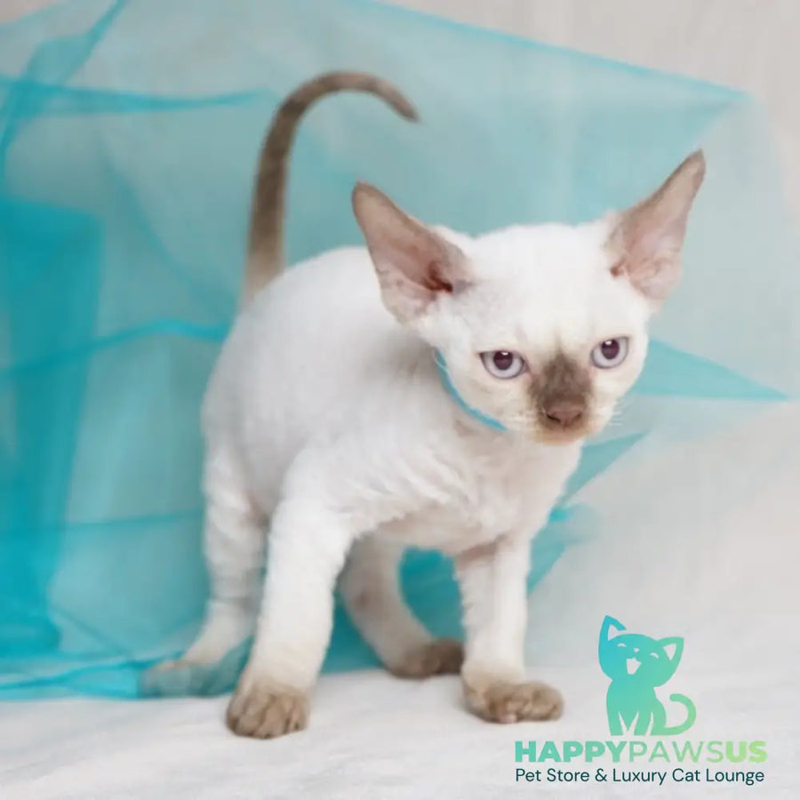 Oskar Devon Rex male cinnamon pointed - live animals