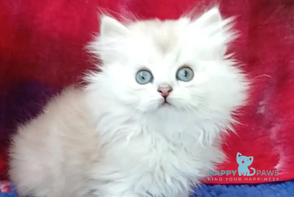 Oskar Persian male black silver shaded live animals