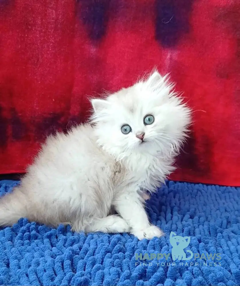 Oskar Persian male black silver shaded live animals