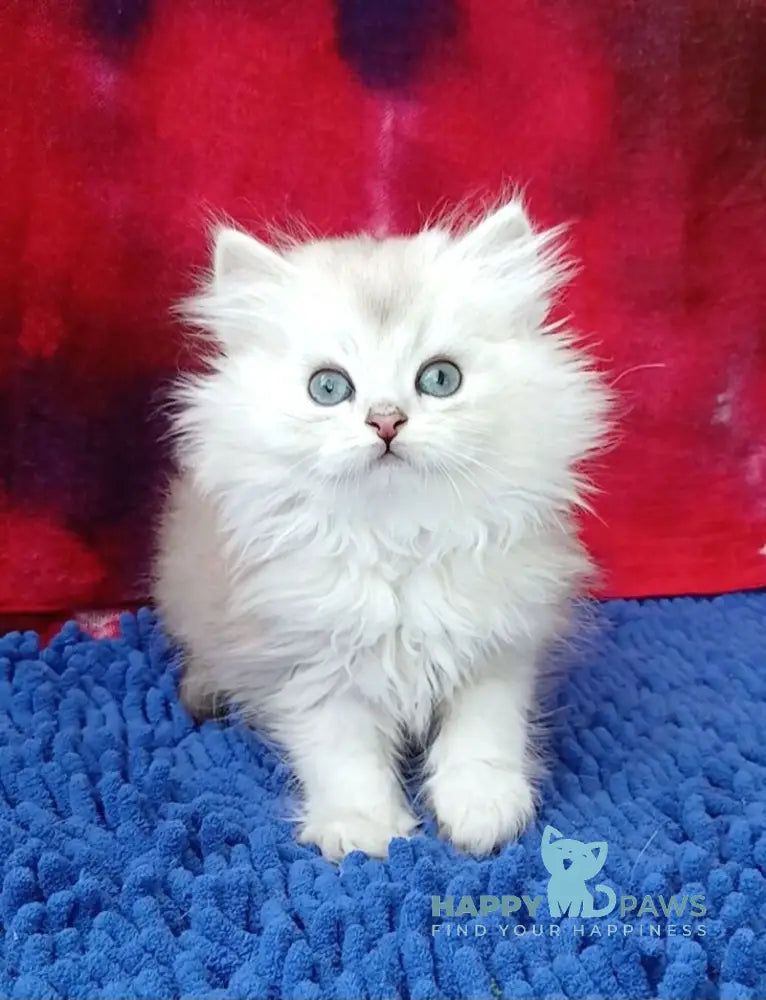 Oskar Persian male black silver shaded live animals