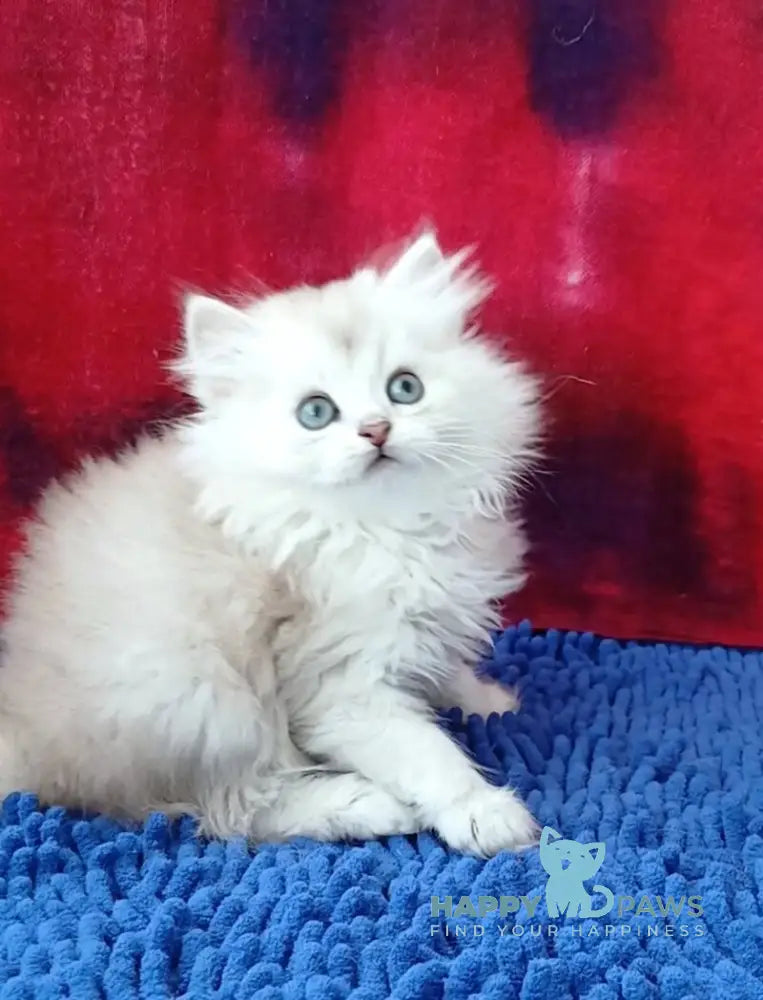 Oskar Persian male black silver shaded live animals