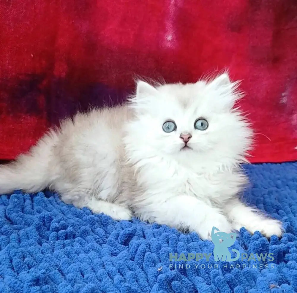 Oskar Persian male black silver shaded live animals