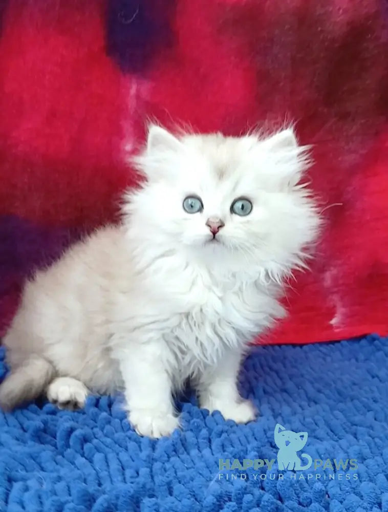 Oskar Persian male black silver shaded live animals
