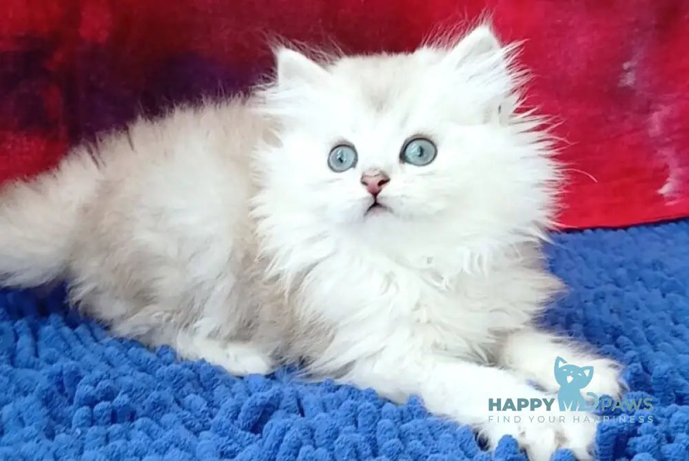 Oskar Persian male black silver shaded live animals