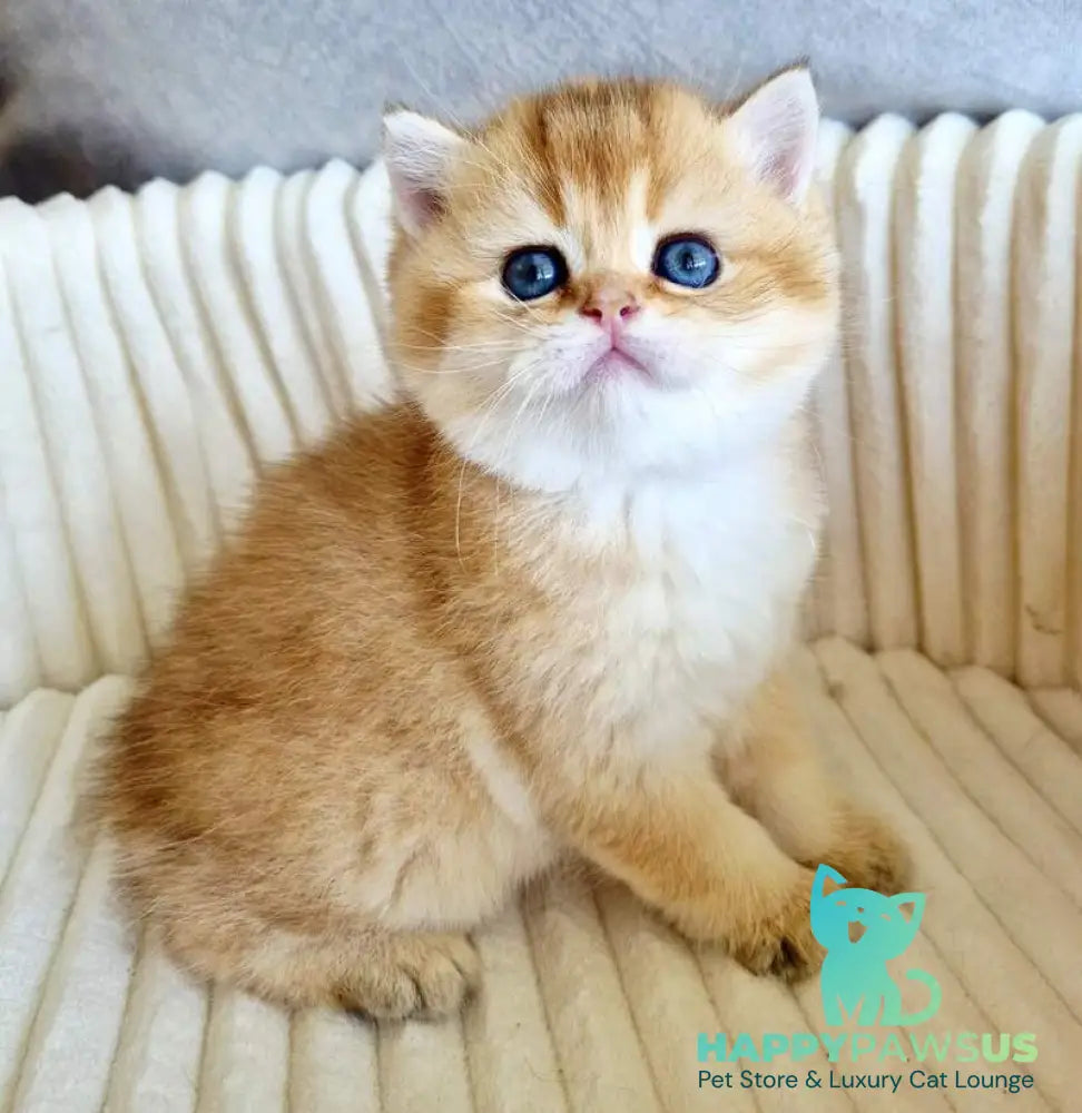 Oskar Scottish Straight male black golden shaded - live animals