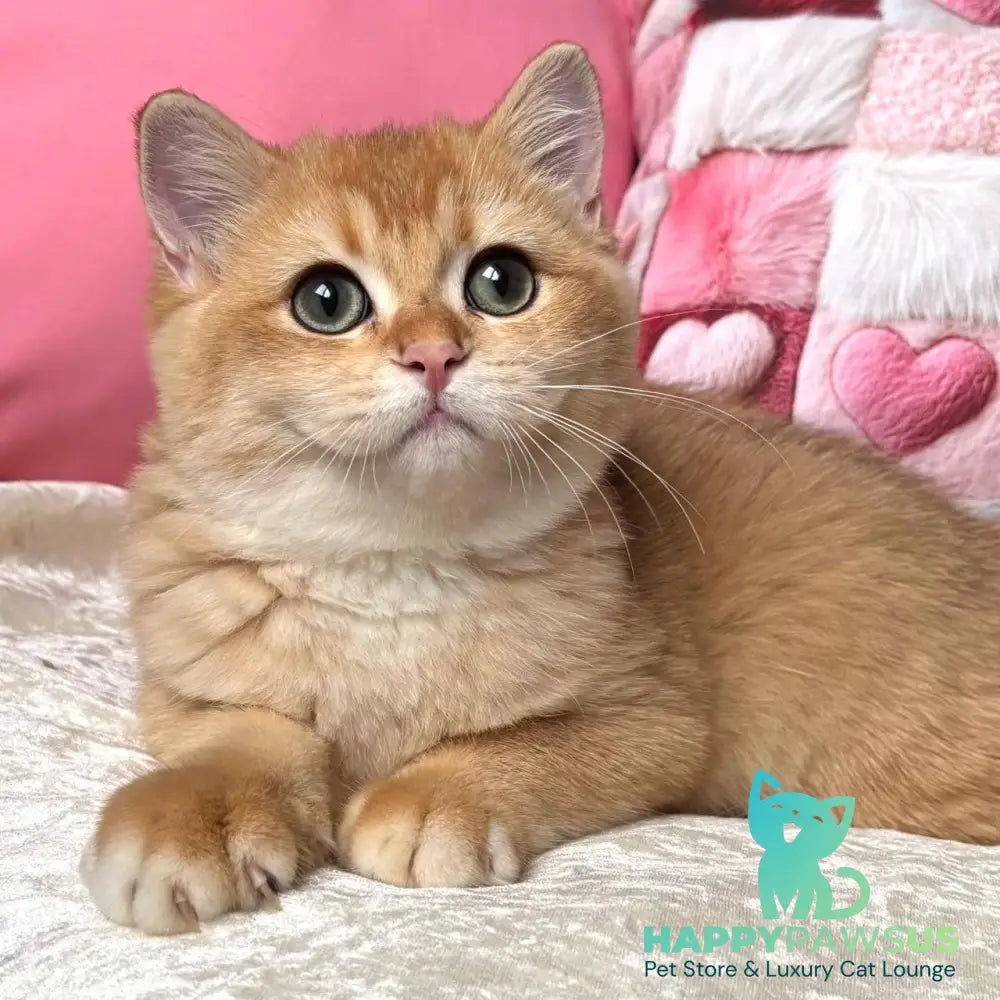 Osman British Shorthair male black golden chinchilla - live animals