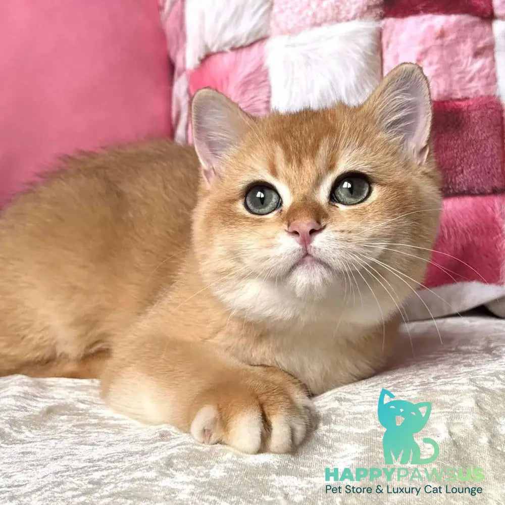 Osman British Shorthair male black golden chinchilla - live animals
