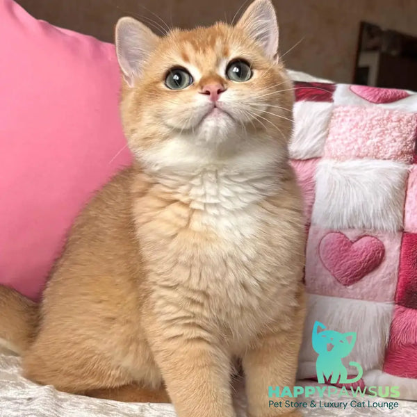 Osman British Shorthair male black golden chinchilla - live animals
