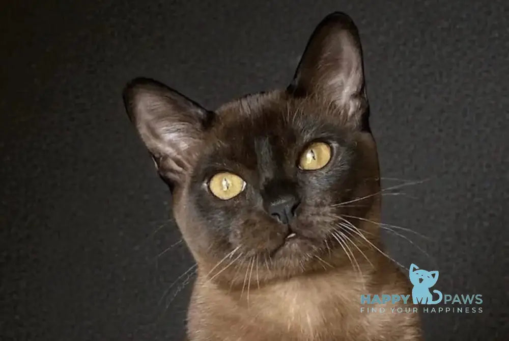 Osman Burmese male black live animals