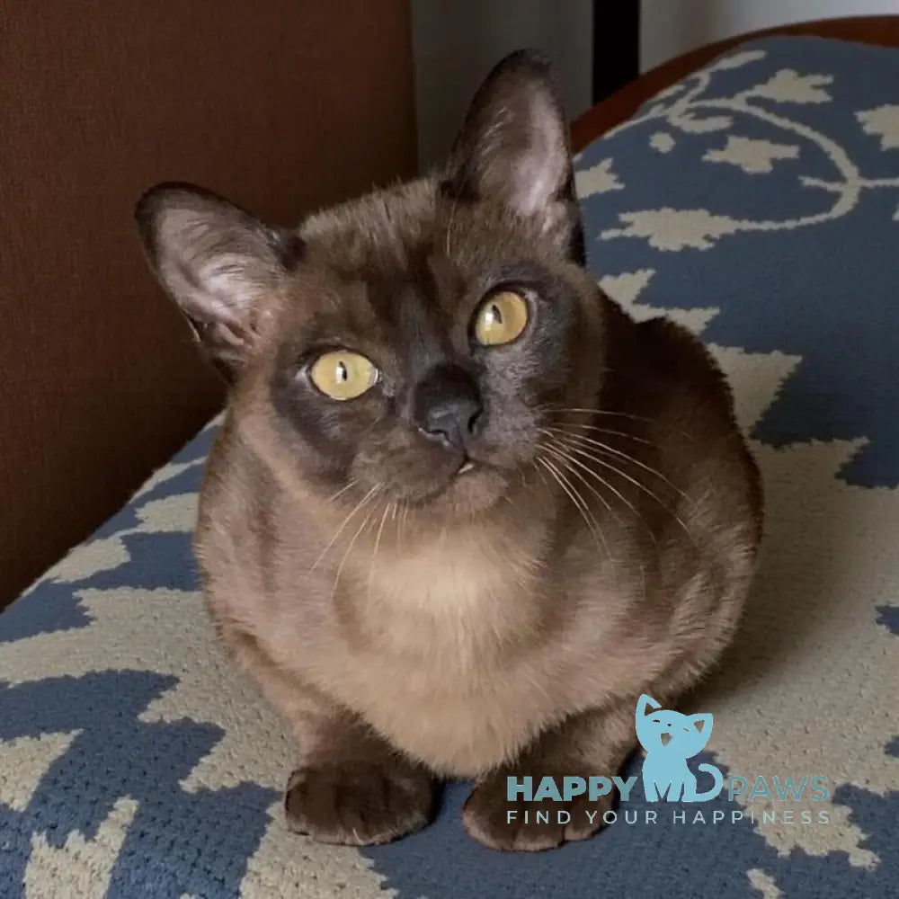 Osman Burmese male black live animals