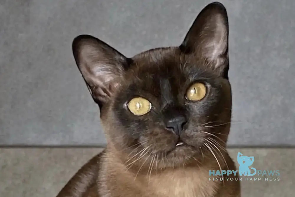 Osman Burmese male black live animals