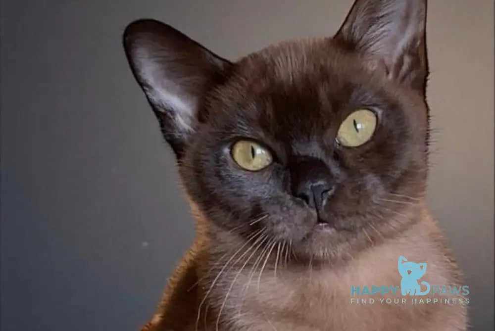 Osman Burmese male black live animals