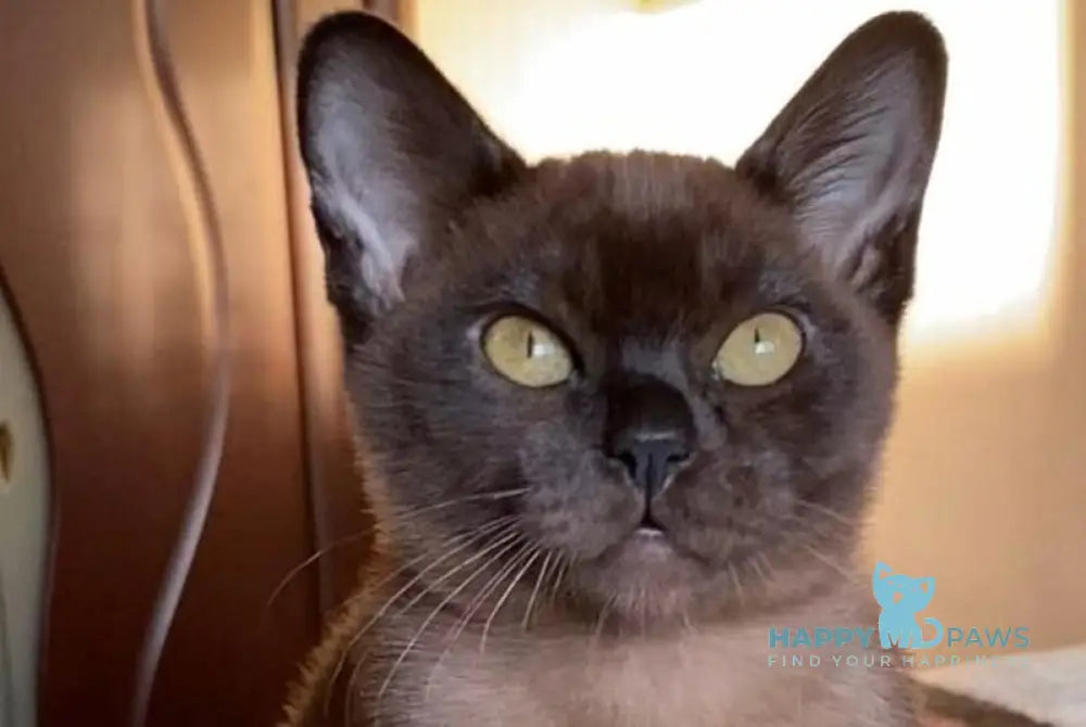 Osman Burmese male black live animals