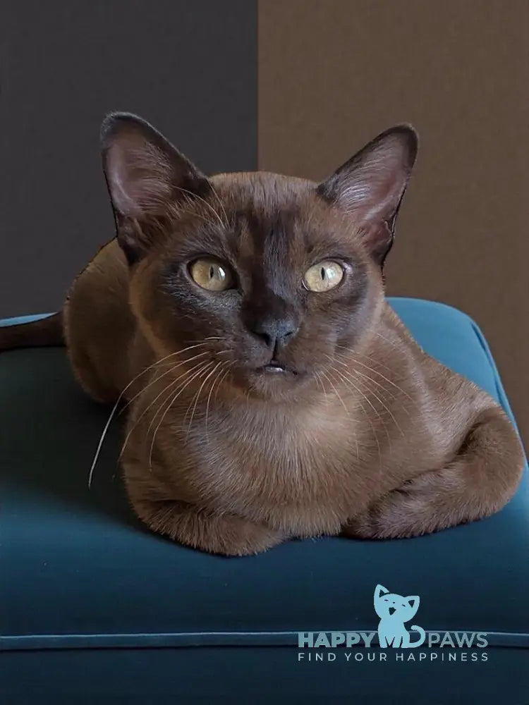 Osman Burmese male black live animals