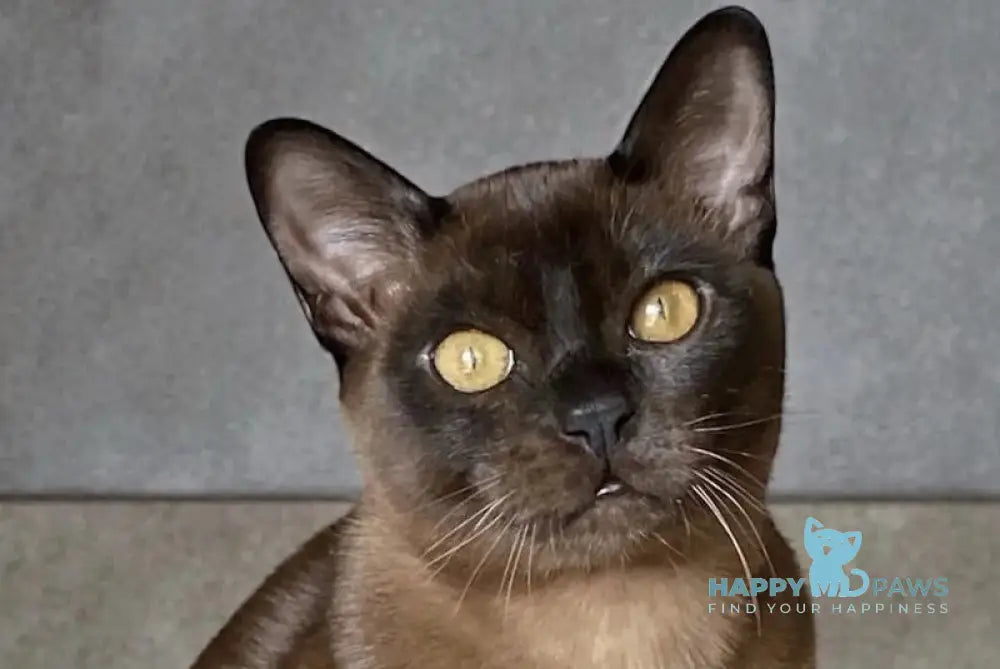 Osman Burmese male black live animals