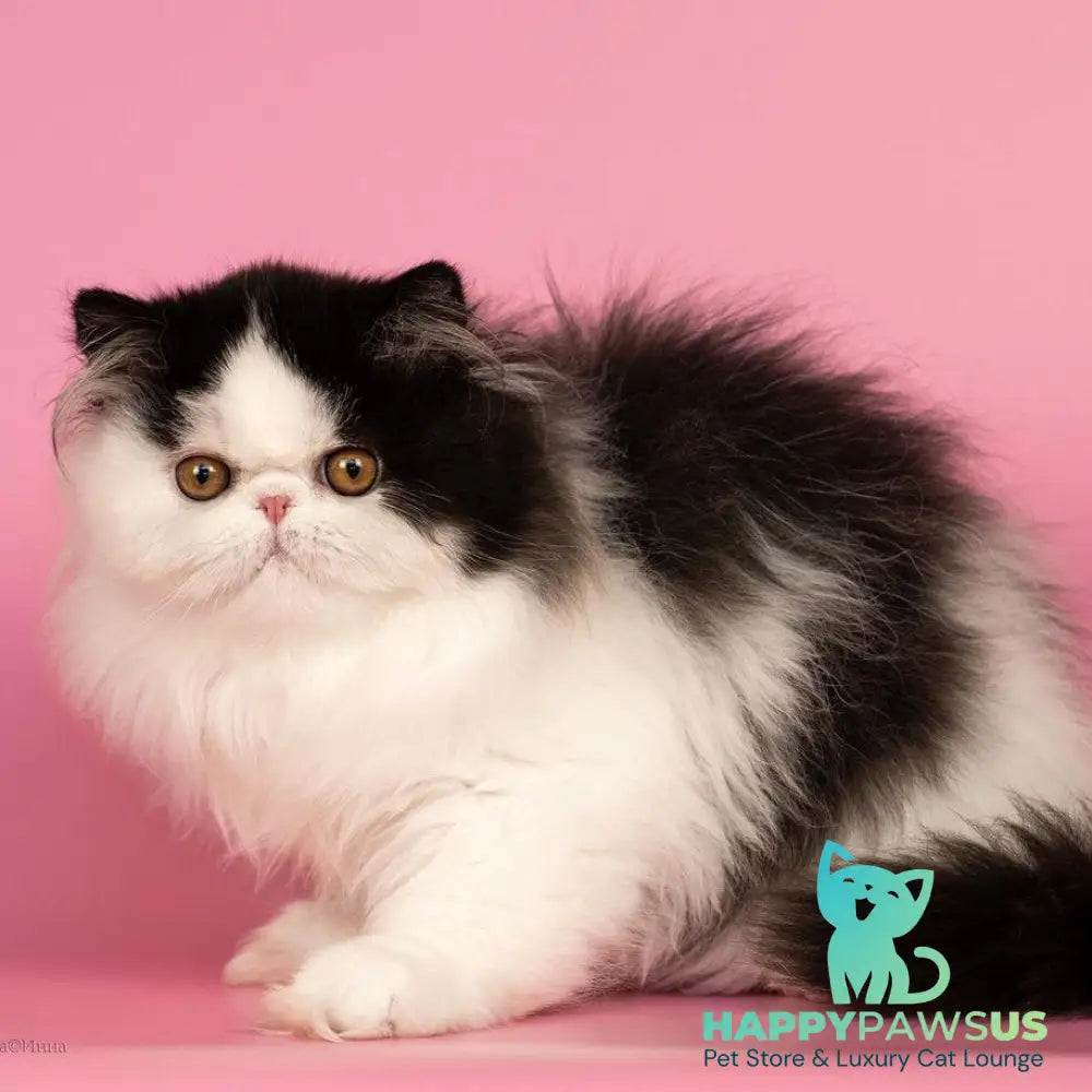 Osman Exotic male black harlequin - live animals