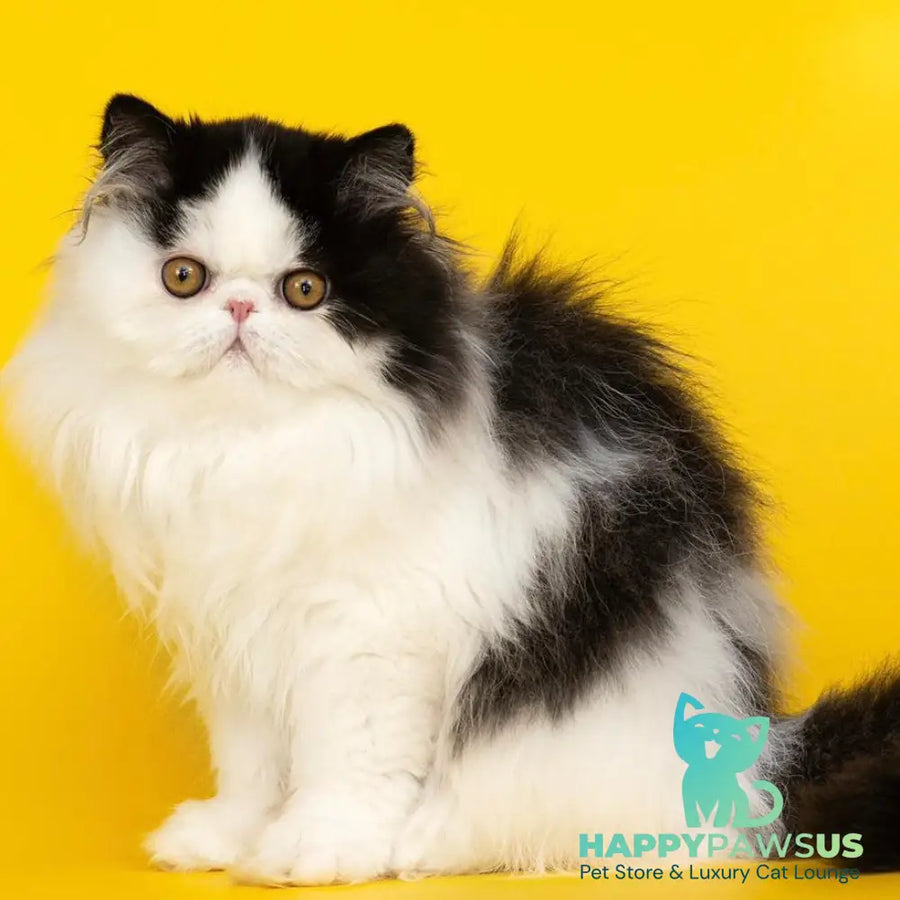 Osman Exotic male black harlequin - live animals