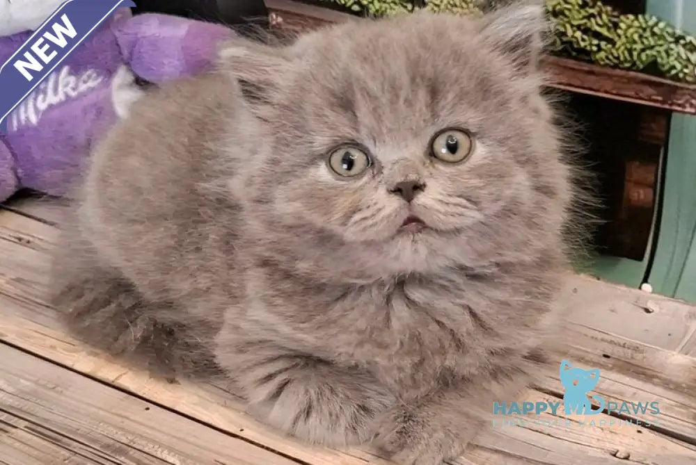 Ostap British Longhair male blue live animals