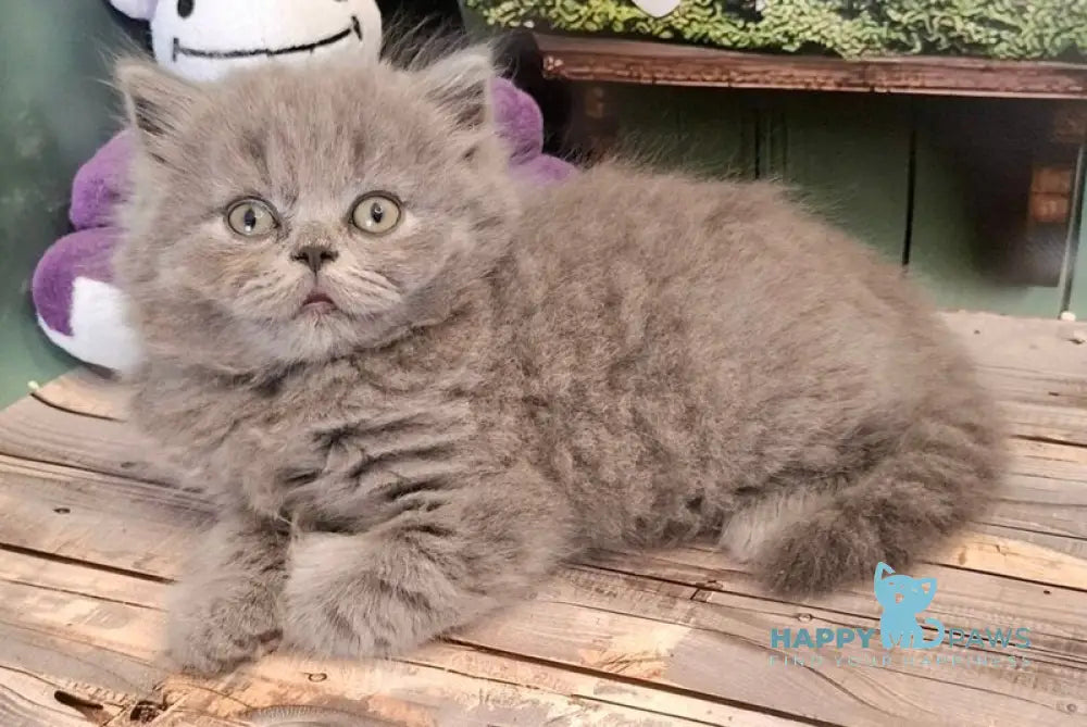 Ostap British Longhair male blue live animals
