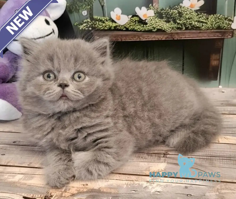 Ostap British Longhair male blue live animals