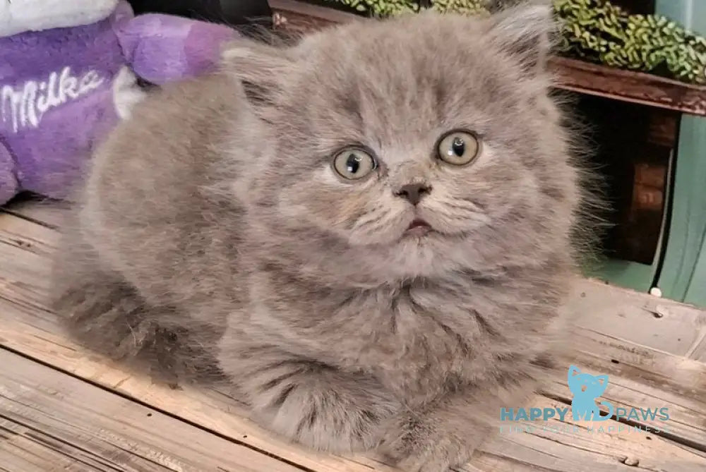 Ostap British Longhair male blue live animals