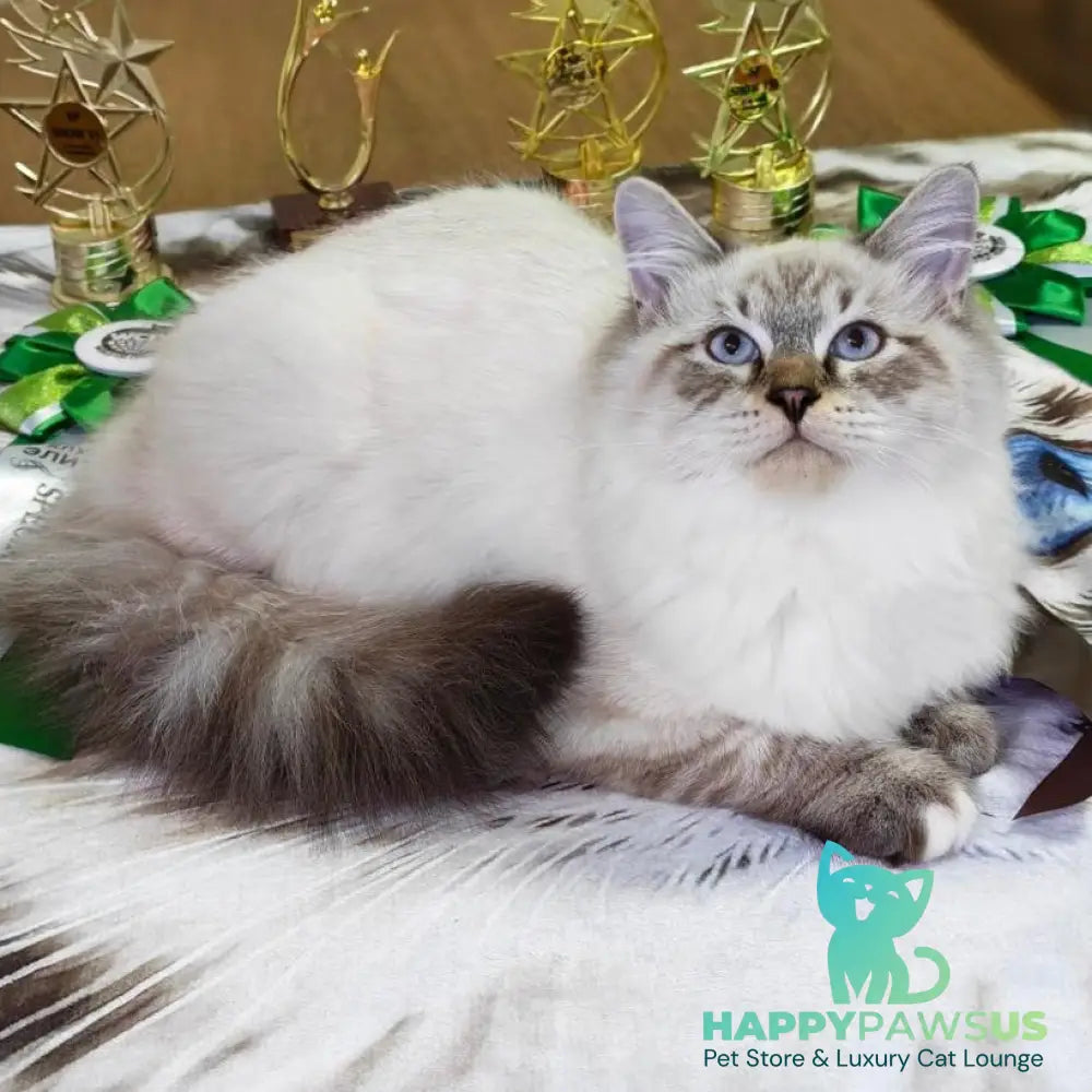 Ostap Siberian male black with white tabby pointed - live animals