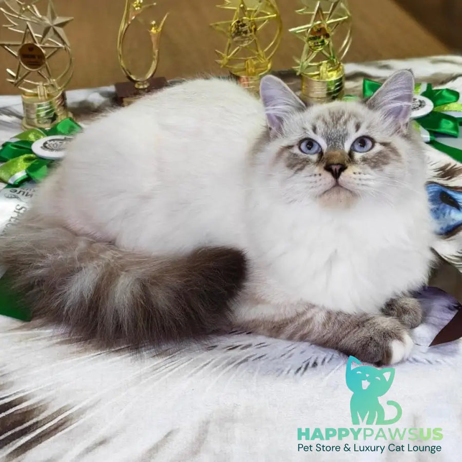 Ostap Siberian male black with white tabby pointed - live animals