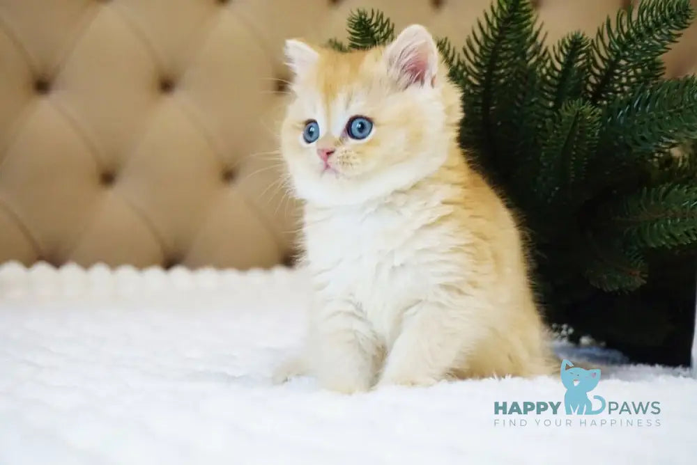 Ostin British Shorthair male black golden chinchilla live animals