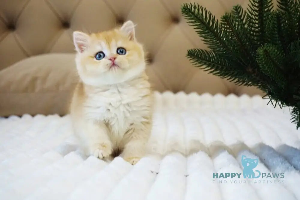 Ostin British Shorthair male black golden chinchilla live animals