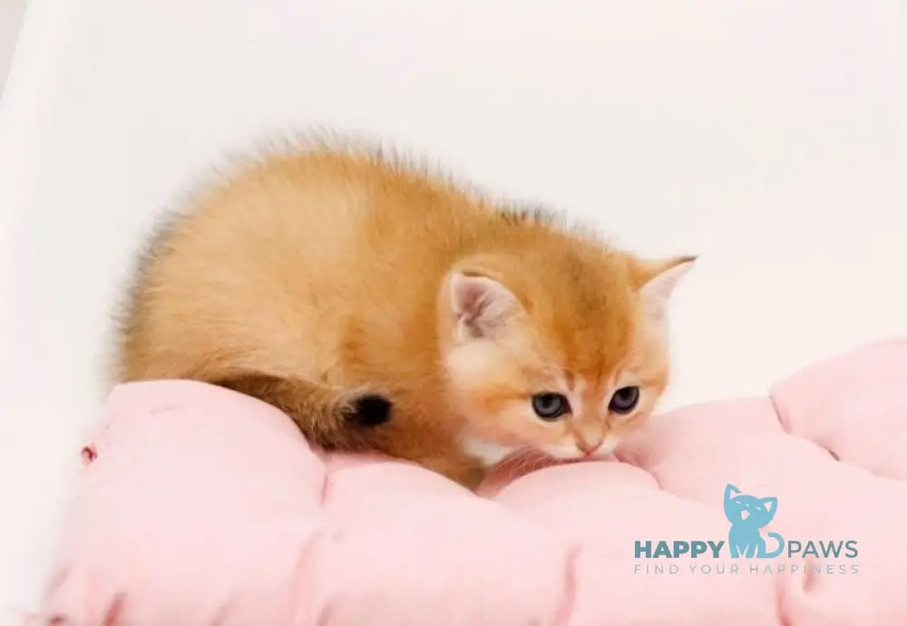Ostin British Shorthair male black golden chinchilla live animals