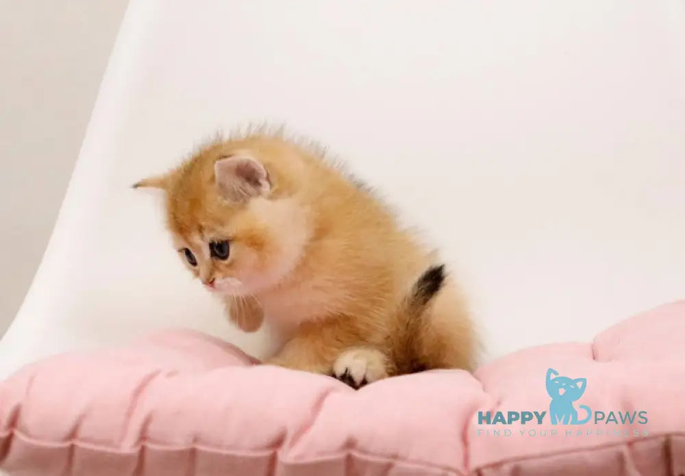 Ostin British Shorthair male black golden chinchilla live animals