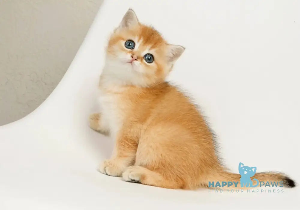 Ostin British Shorthair male black golden chinchilla live animals