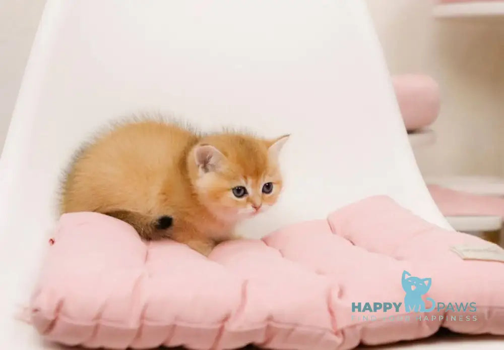 Ostin British Shorthair male black golden chinchilla live animals