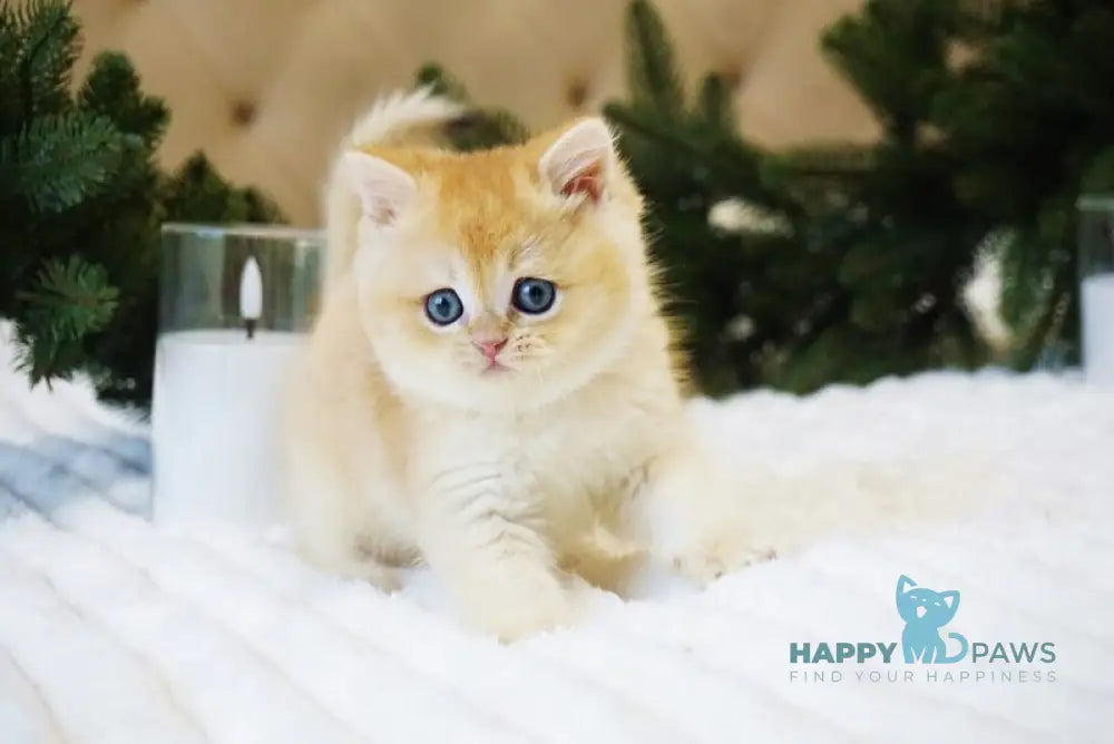 Ostin British Shorthair male black golden chinchilla live animals