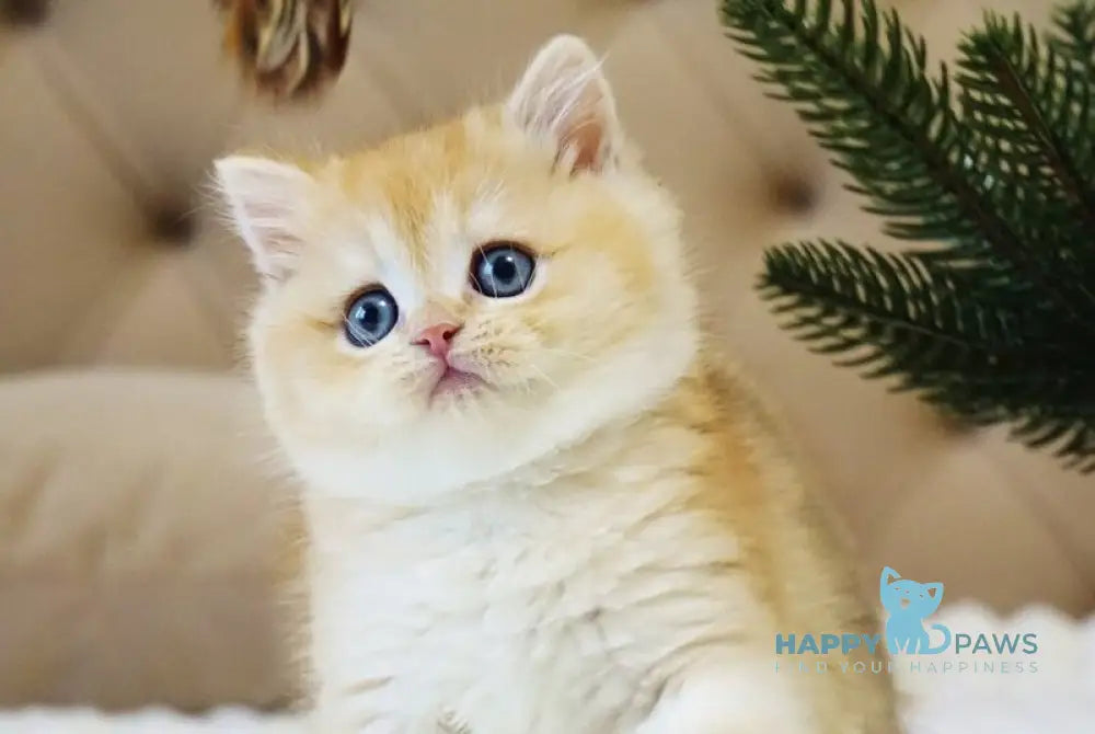 Ostin British Shorthair male black golden chinchilla live animals