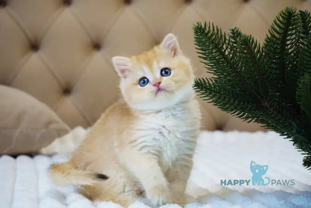 Ostin British Shorthair male black golden chinchilla live animals