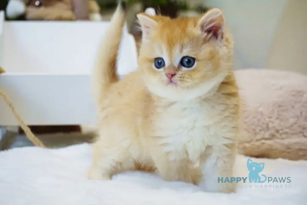 Ostin British Shorthair male black golden chinchilla live animals