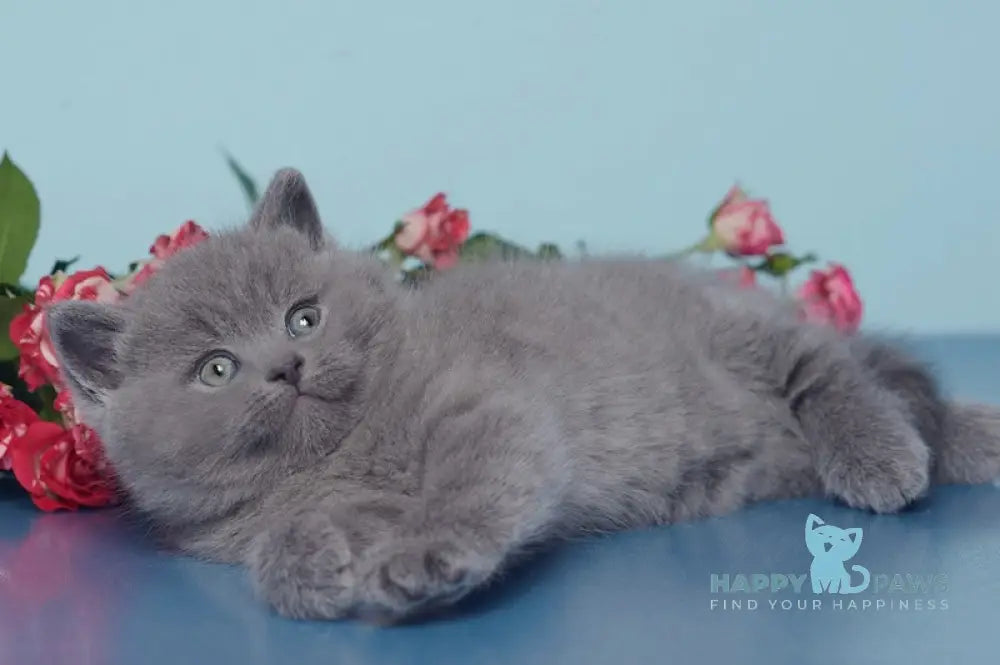 Ostin British Shorthair male blue live animals